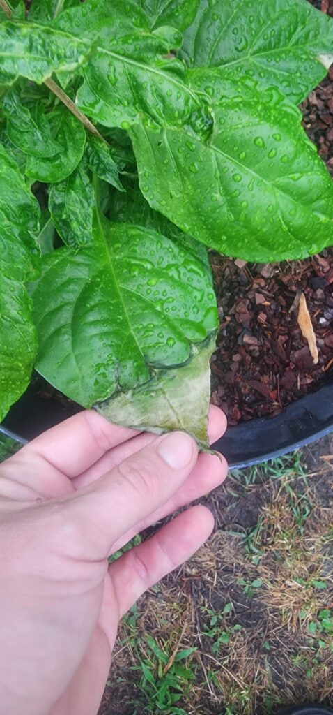 Anybody know what's going on with my habaneros