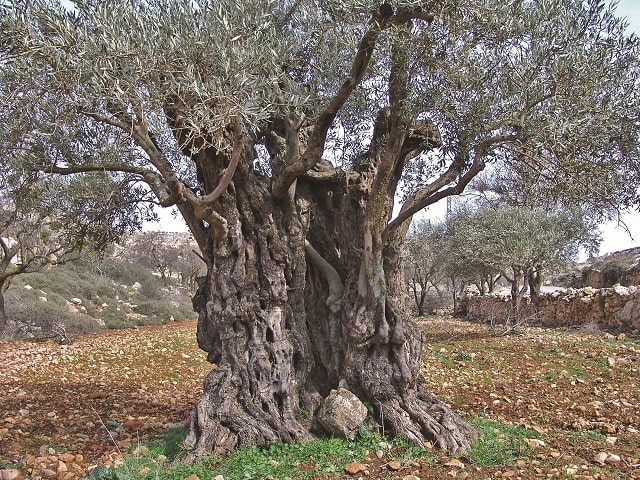 old olive tree on terrace