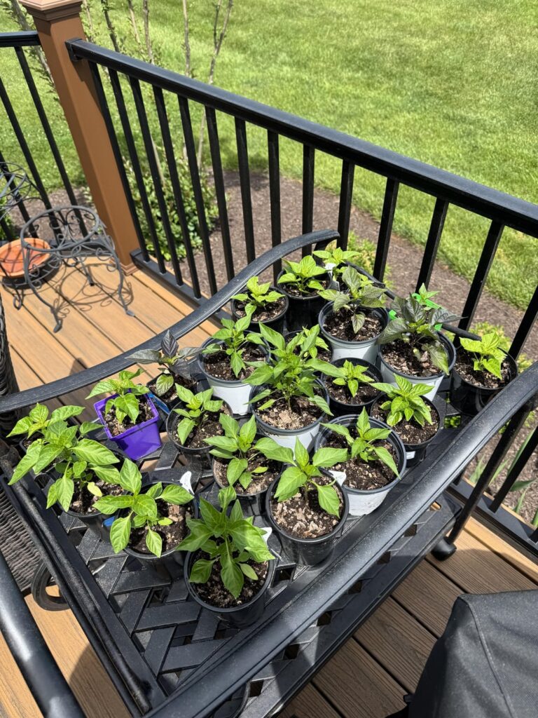 When are these ready to transplant into their final homes?