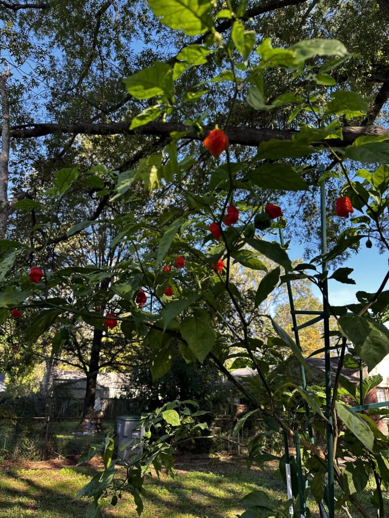 Carolina Reaper plant was my baby for this season!!