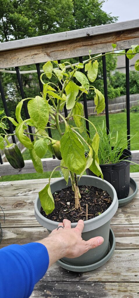 Pest/disease ID help?