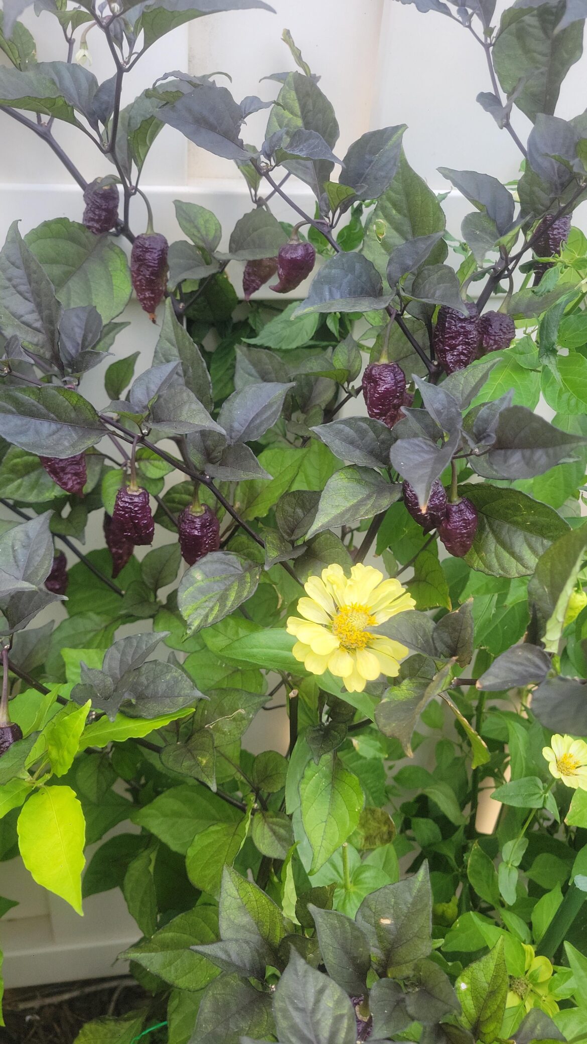 Fox purple ghost gnarly ruby