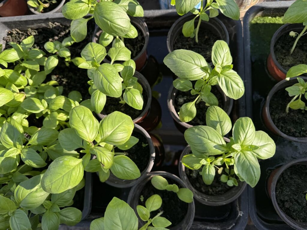 Pesto with home grown basil