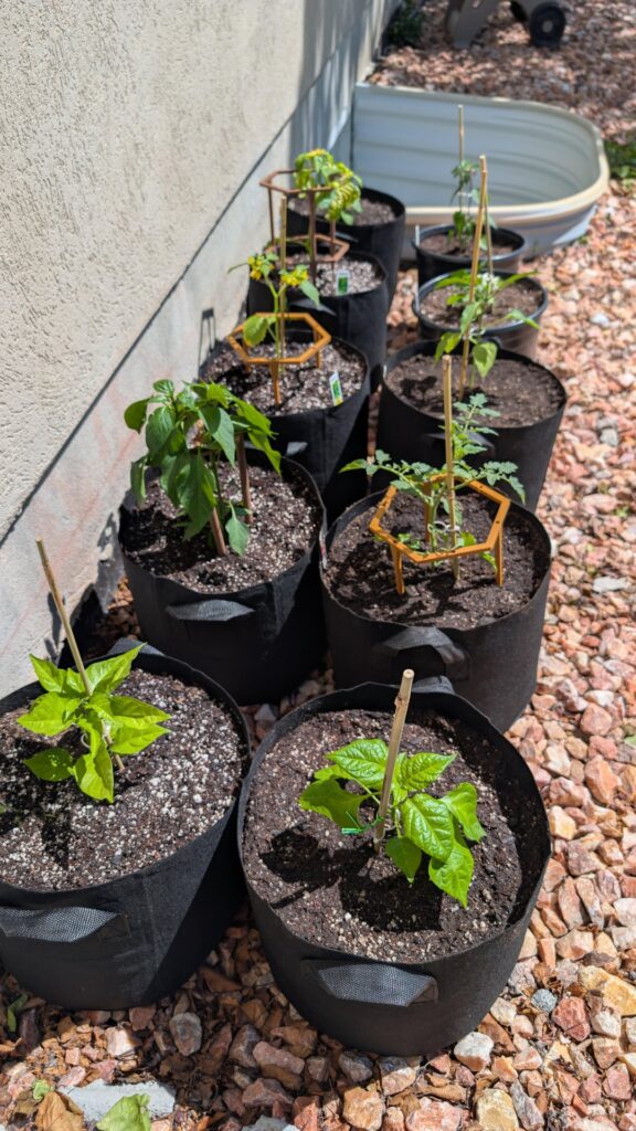 First time growing peppers! Any advice? First time growing peppers! Any advice?