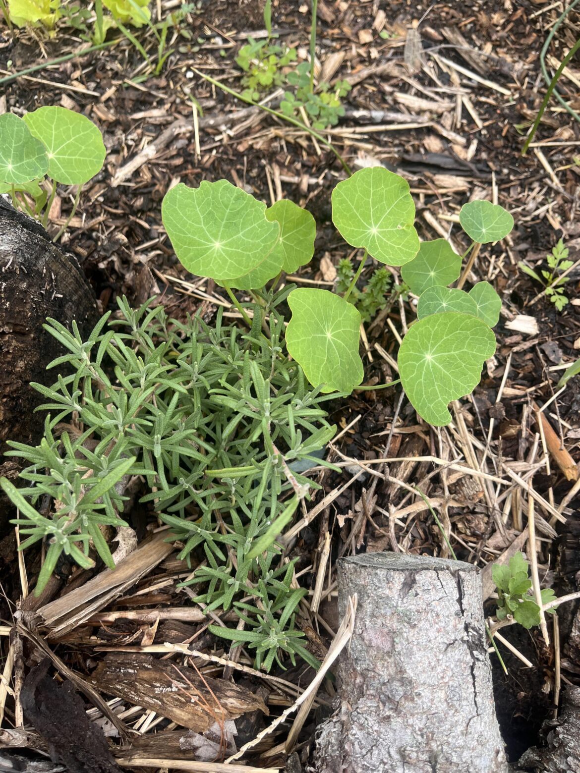 Hot/spicy plants other than peppers