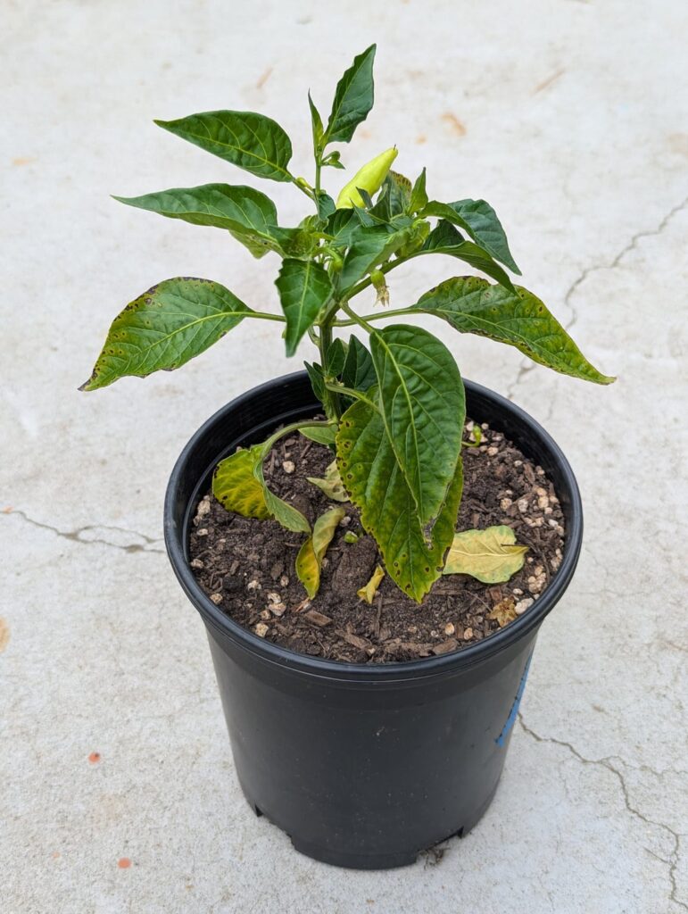 Are these spots on the leaves of my pepper Pepper Leaf Spot?