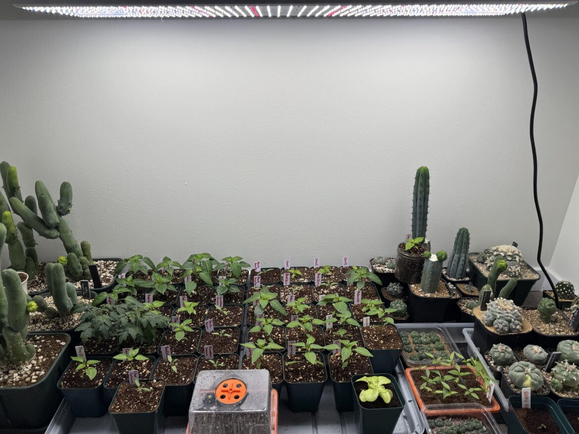 Anyone grow on a north facing balcony?