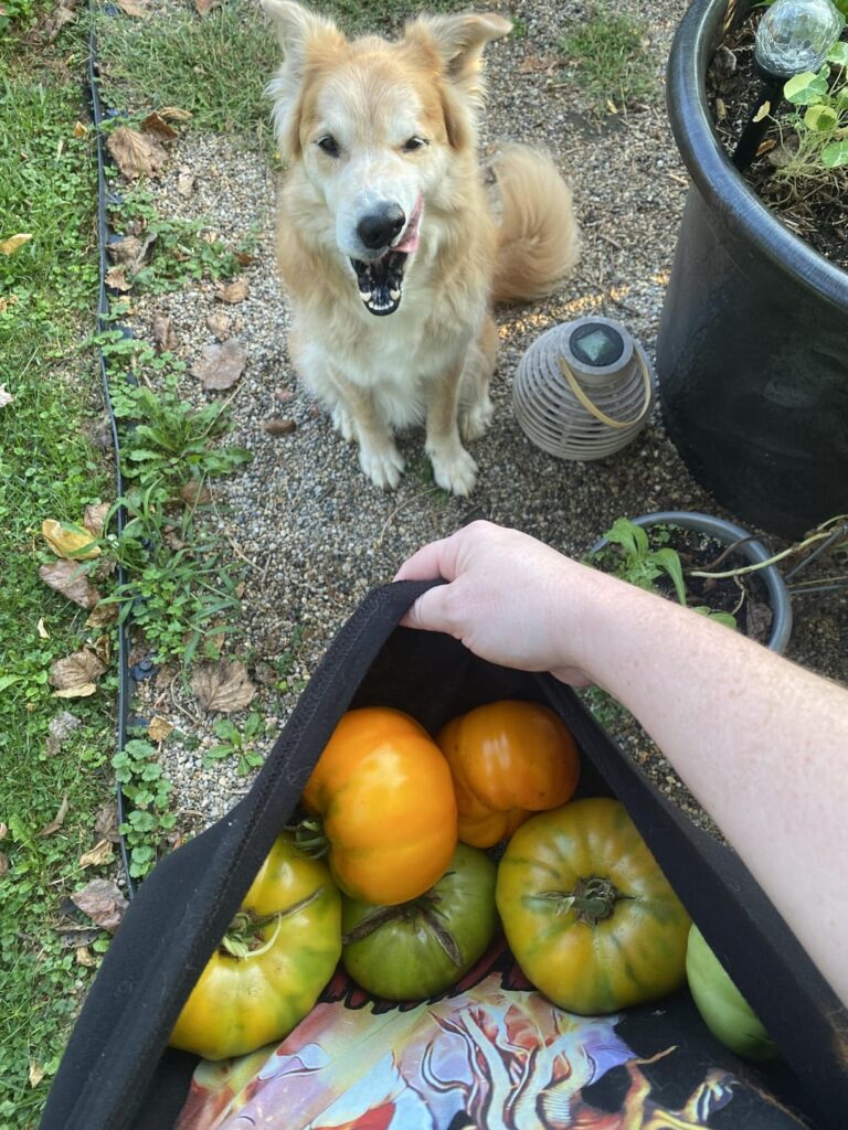 What are your fav (indeterminate) tomato varieties with the highest yield?
