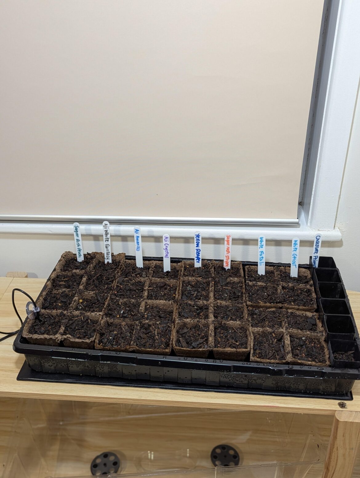 All tucked in 🌱🌶️