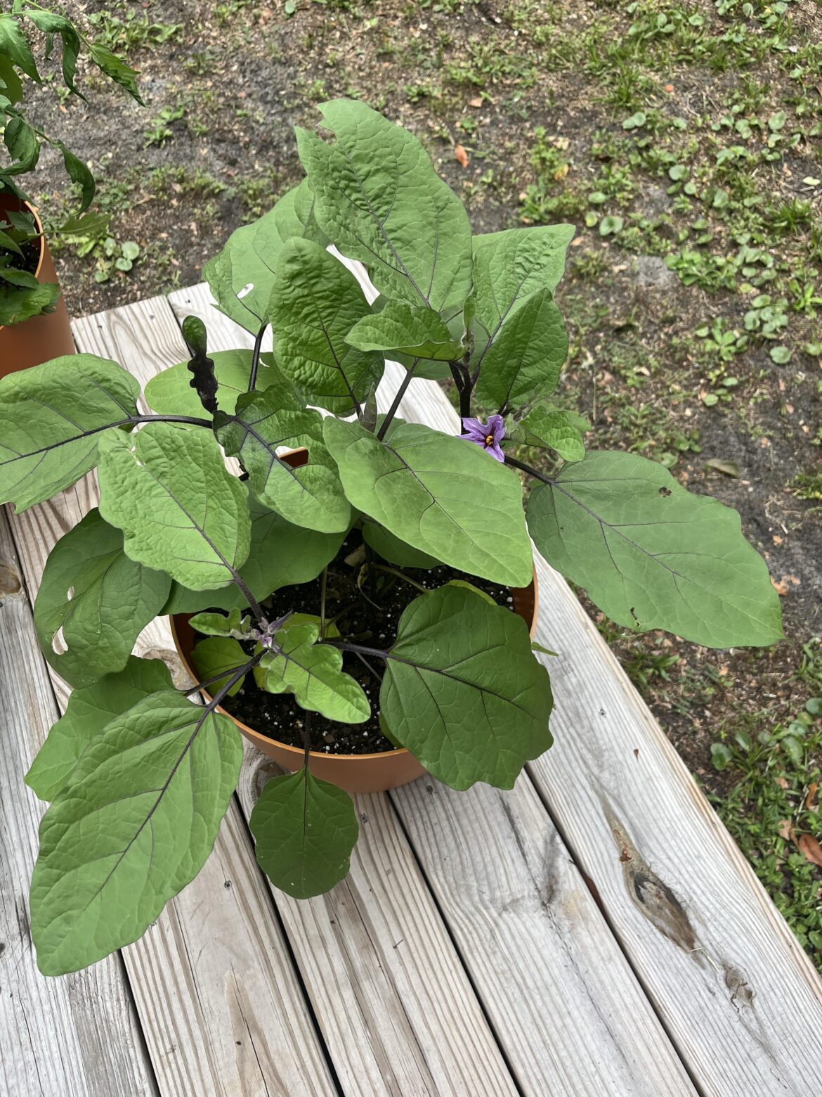 What type of pepper plant is this?