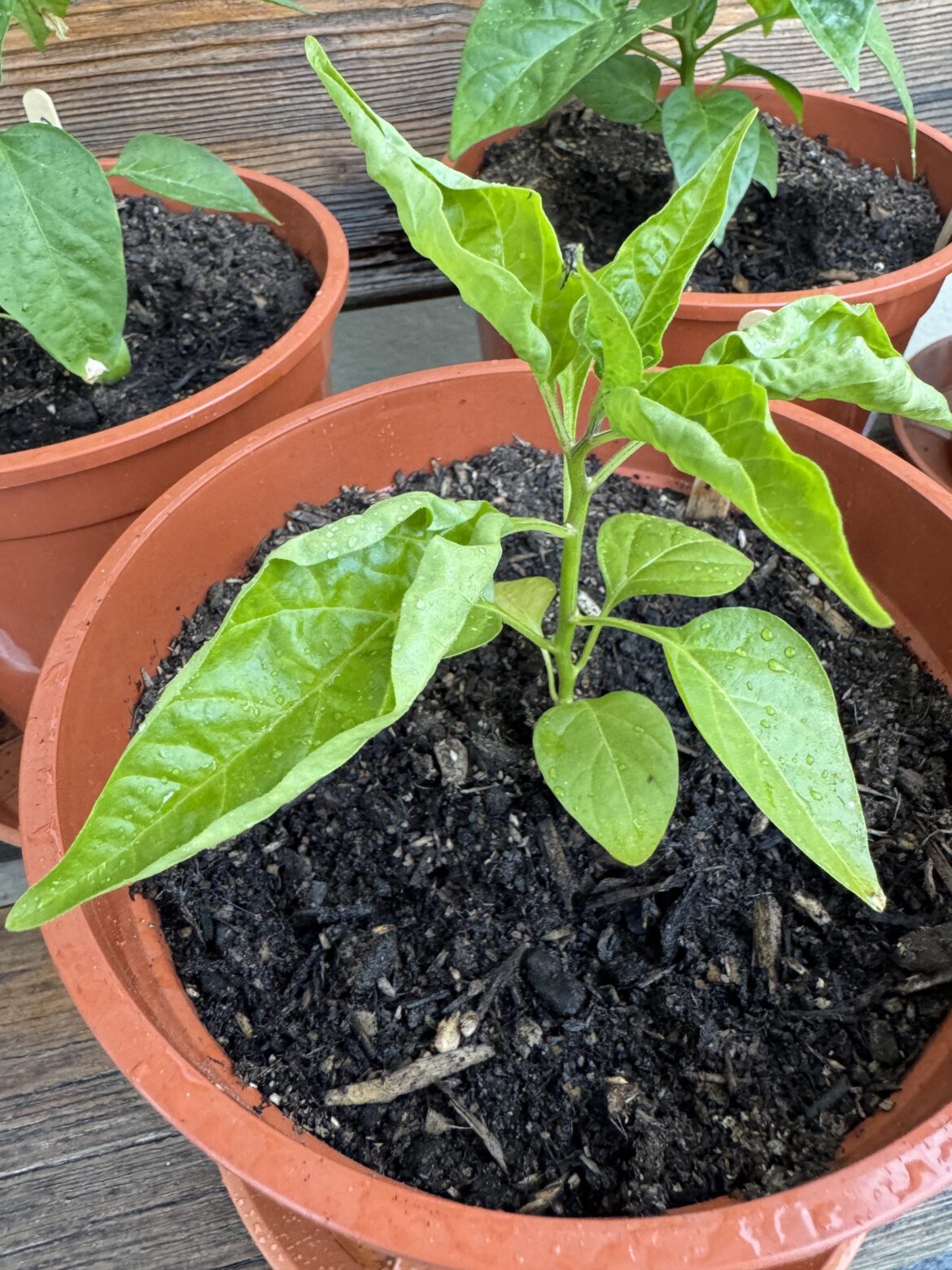 Tabasco not feeling well