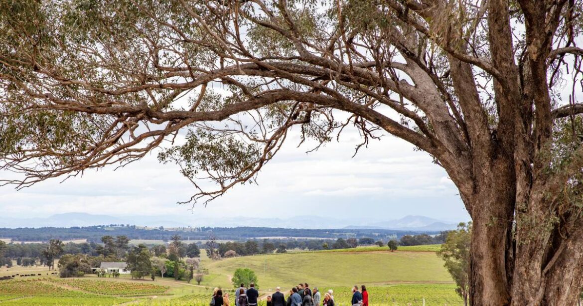 Hunter Valley vs Swan Valley: which wine region should you visit first? | The Canberra Times Explore Travel