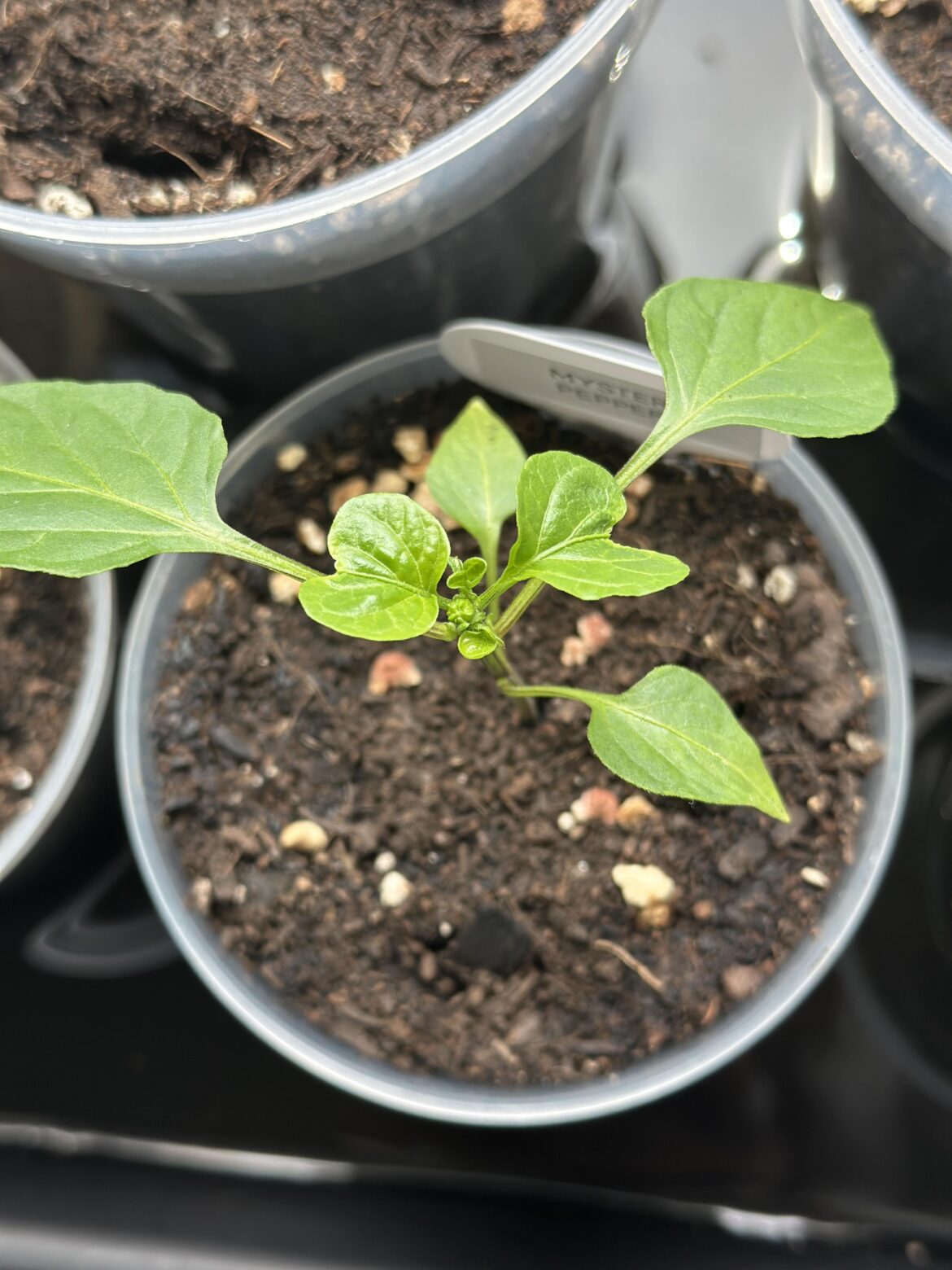 My first flower bud! But why are the leaves heart shaped?