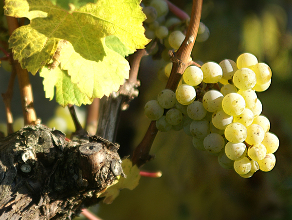 Riesling. photo: bonvinitas