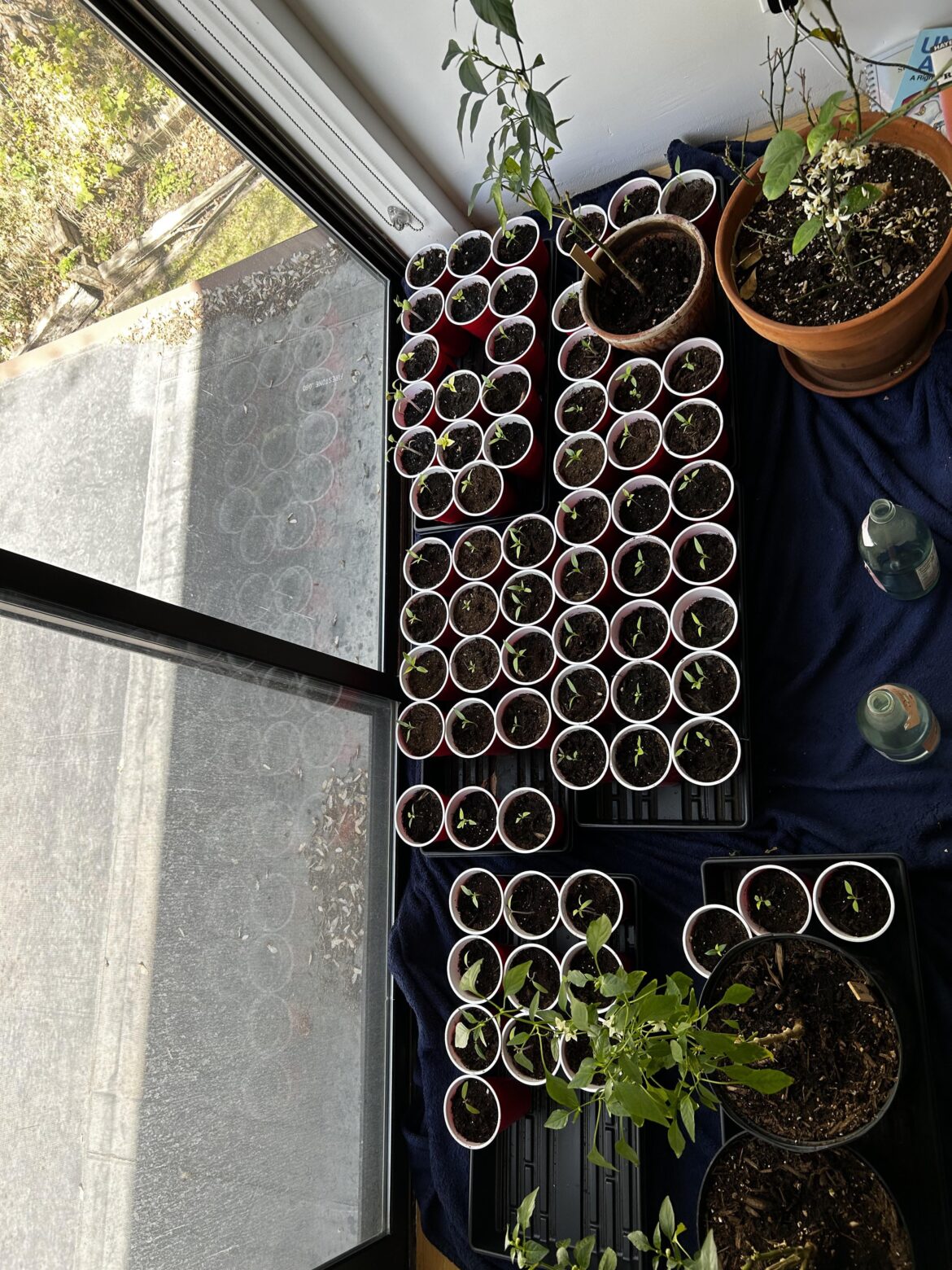 I may have a pepper plant addiction