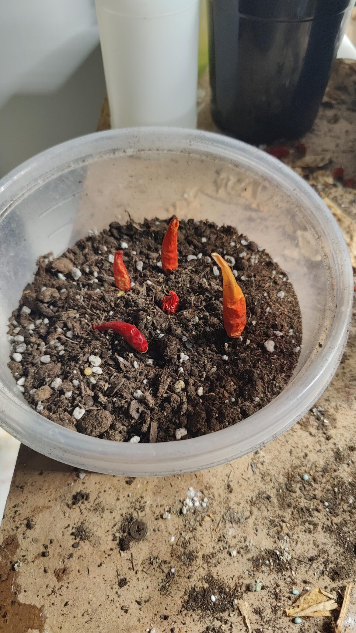 Whats wrong with my peppers?