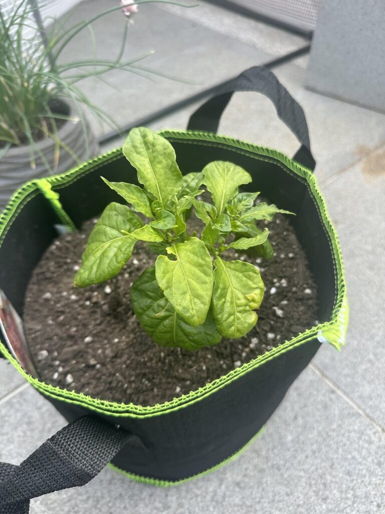 Advice for a new grower