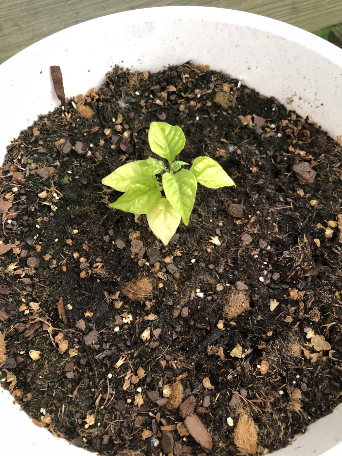 My Carolina reaper sprout is developing yellow leaves, I’m assuming this is bad, and was wondering if anyone had a guess as to why it’s happening, or if there’s a way for me to undo it.