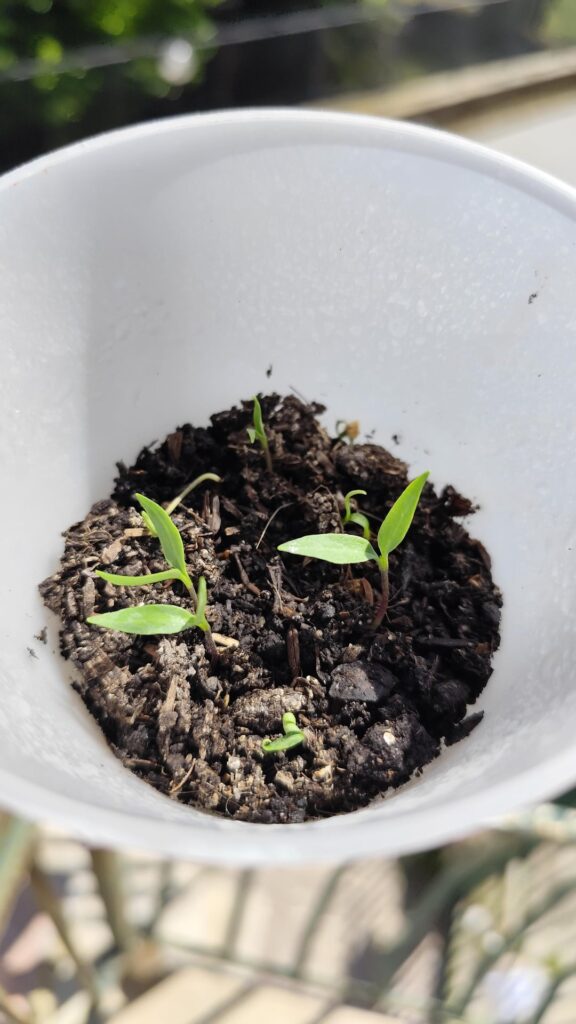 Do they look healthy?