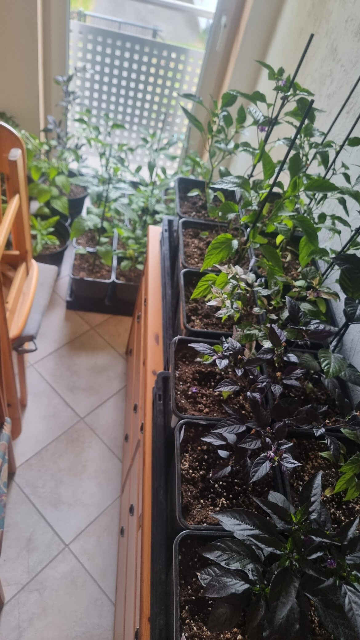 Two cold and rainy days ahead! Just carried them up to the 3rd floor/attic 🥵