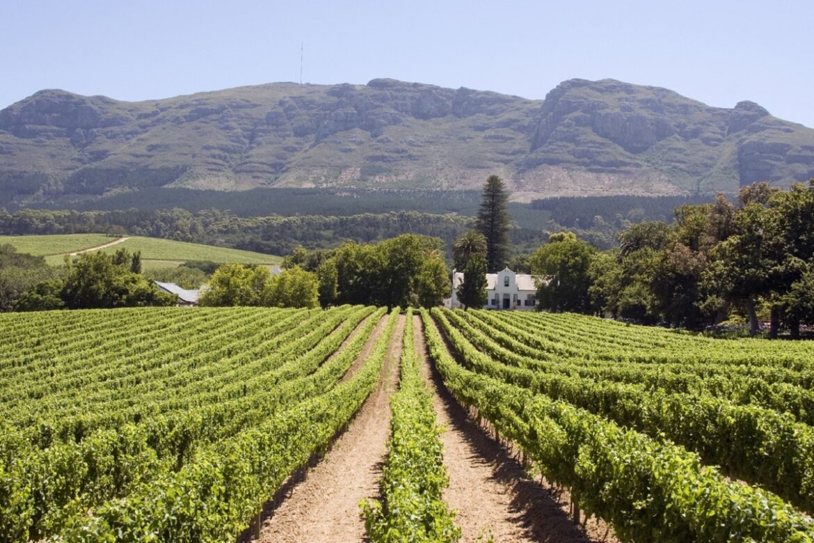 South African wine Vinarchy