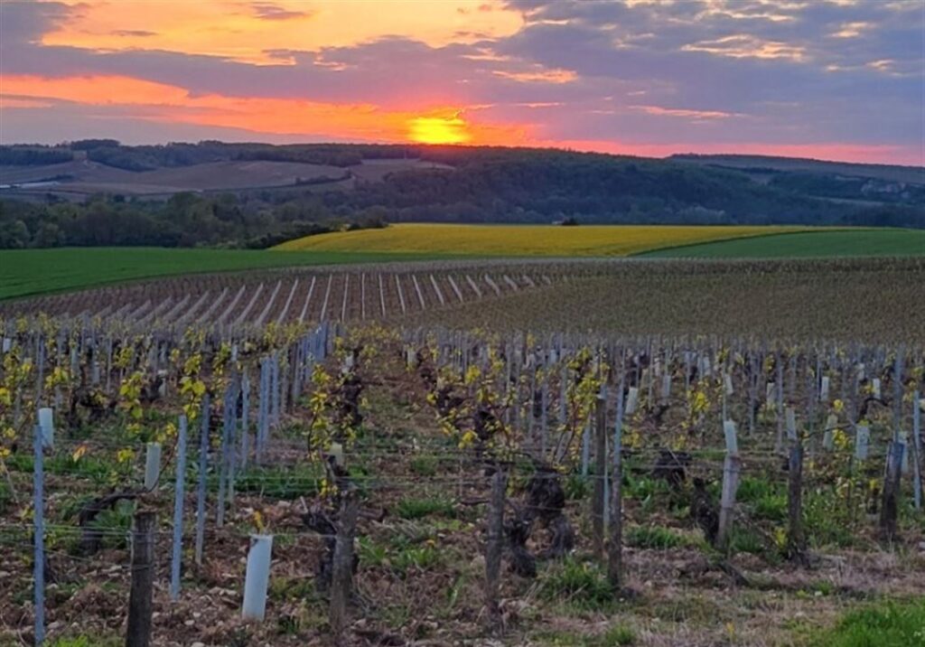 They make wine on the razor’s edge in Chablis, France