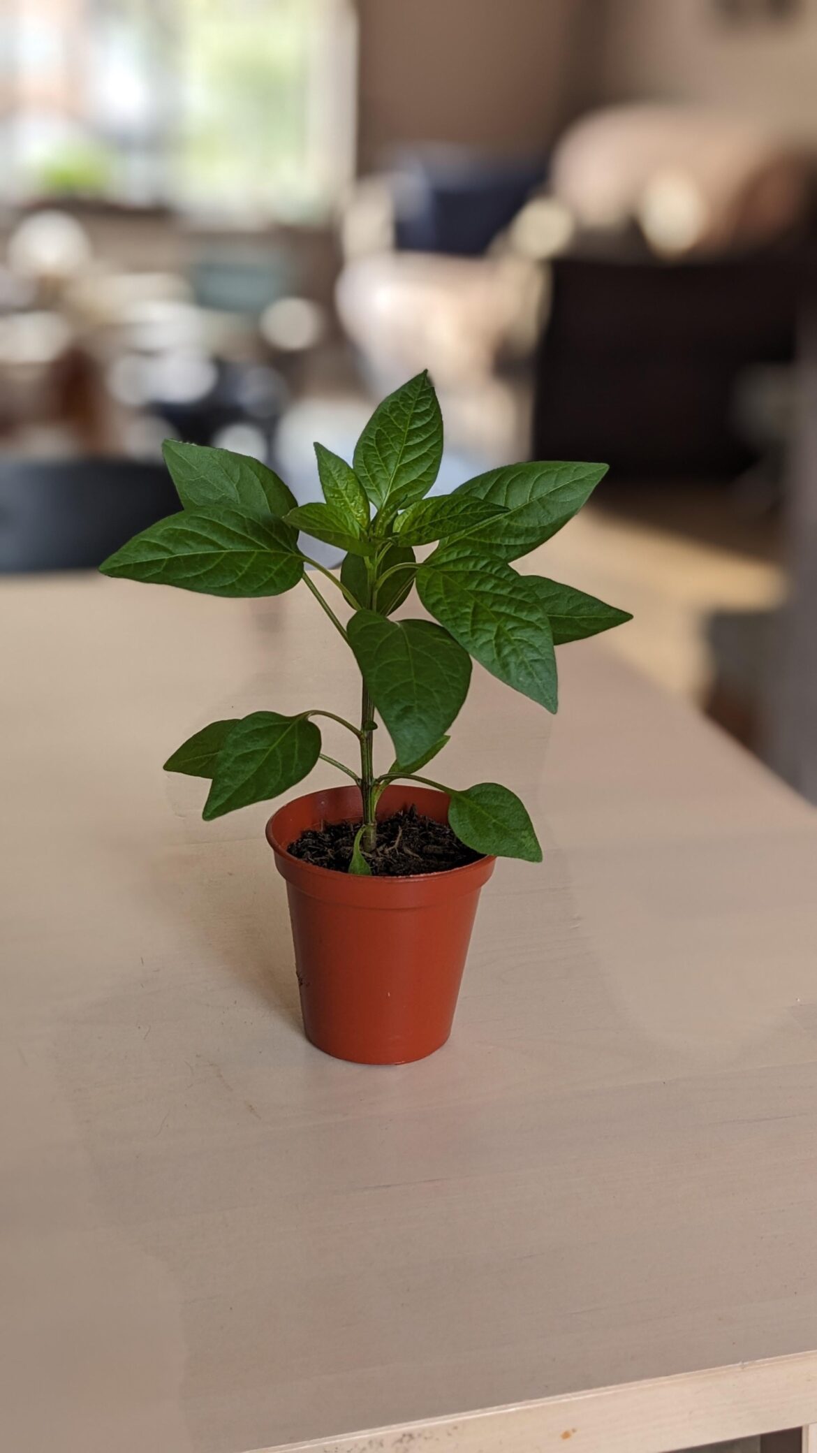 most photogenic pepper i ever grew