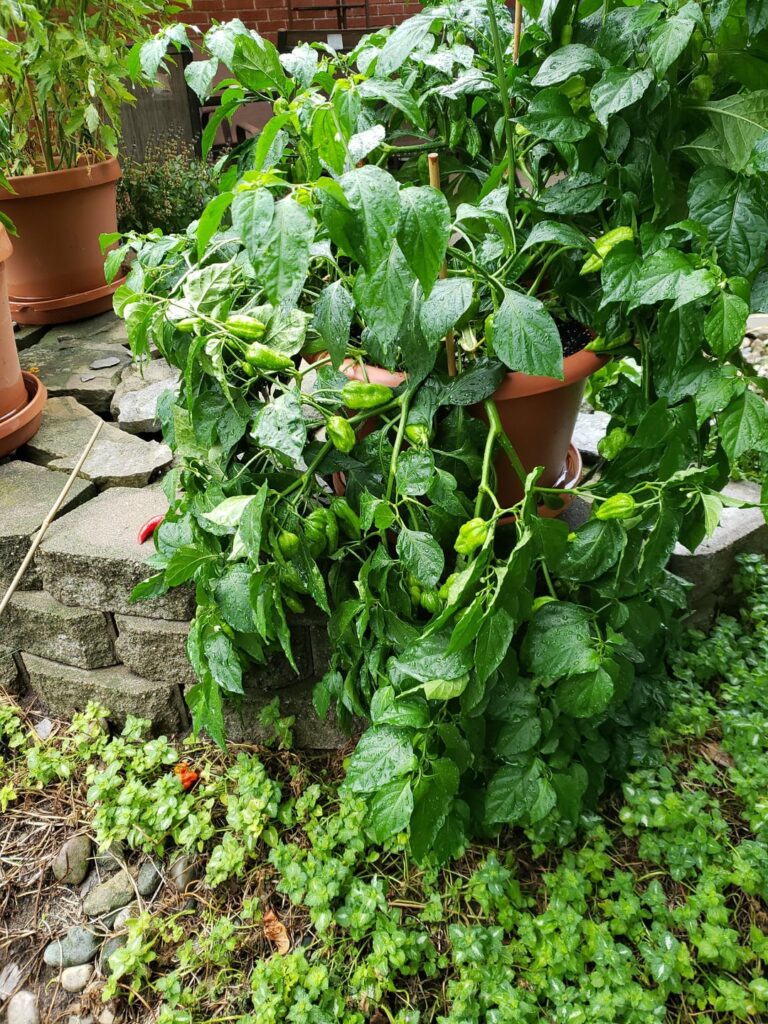 My biggest pepper bummer to date My biggest pepper bummer to date