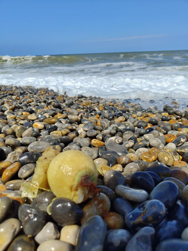 Found an onion washed up on the beach