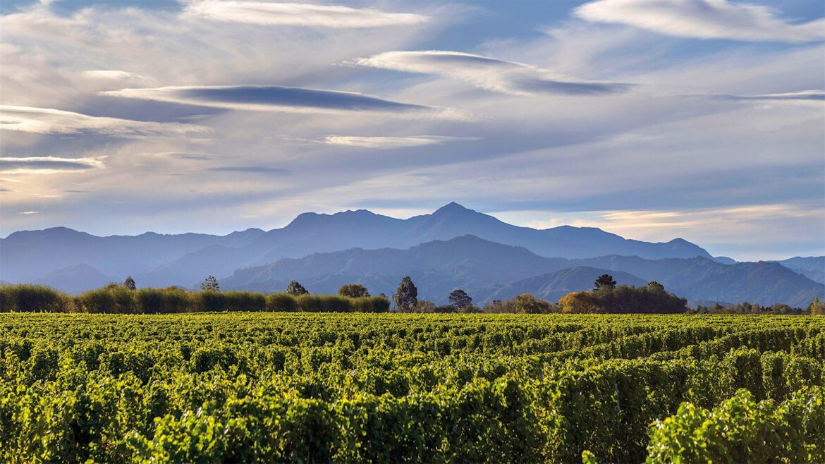 9 Top New Zealand Sauvignon Blanc Wines Scoring Up to 93 Points