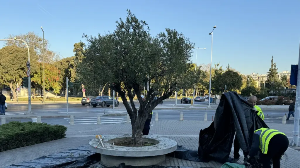 The Healthiest Cooking Oil Is Getting More Expensive—Here's WhyExplore The Challenges Of Olive Oil Production As Climate Change Drives Prices Up