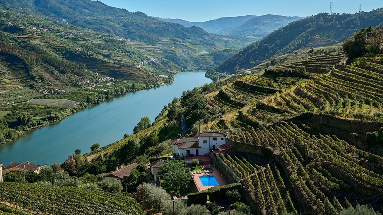 Vineyards seen along the Douro river in Portugal
