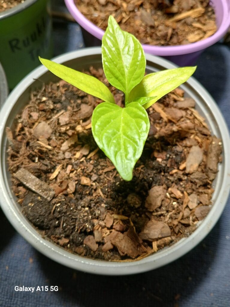 Yellowing leaves Yellowing leaves