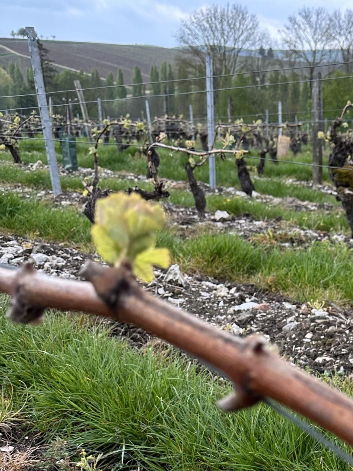 Bud break Sancerre
