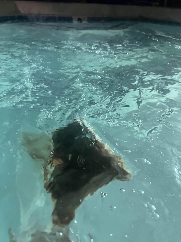 First ever (apartment) hot tub sous vide?