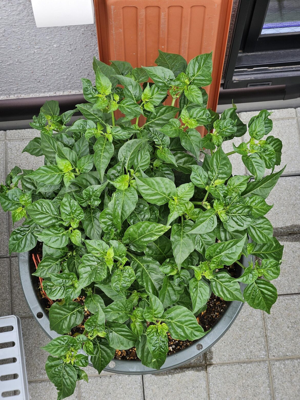 Over-wintered habanero kicking off