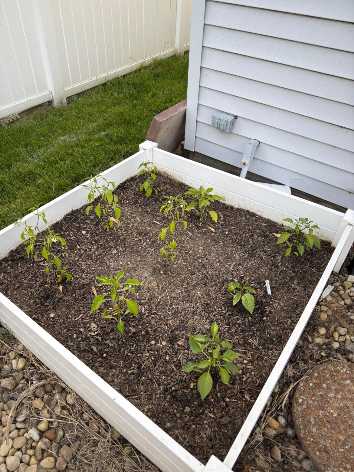 Thoughts on pepper spacing ? here's what im trying this year