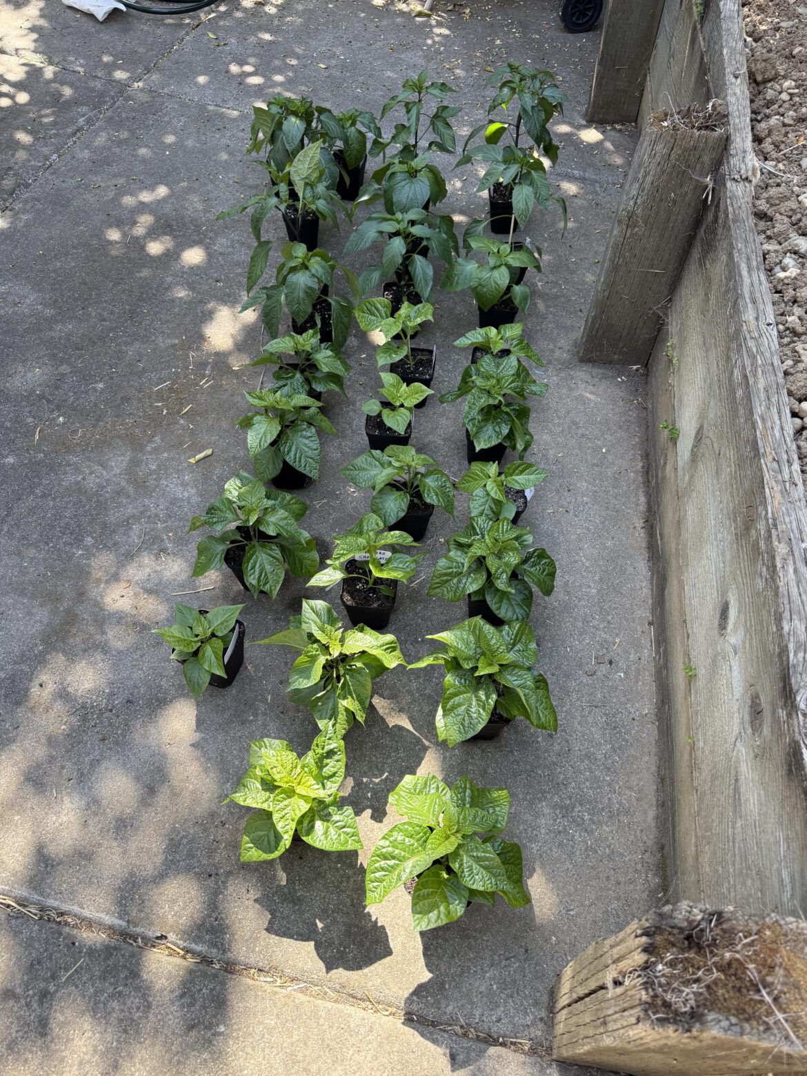 First Plant out Day!