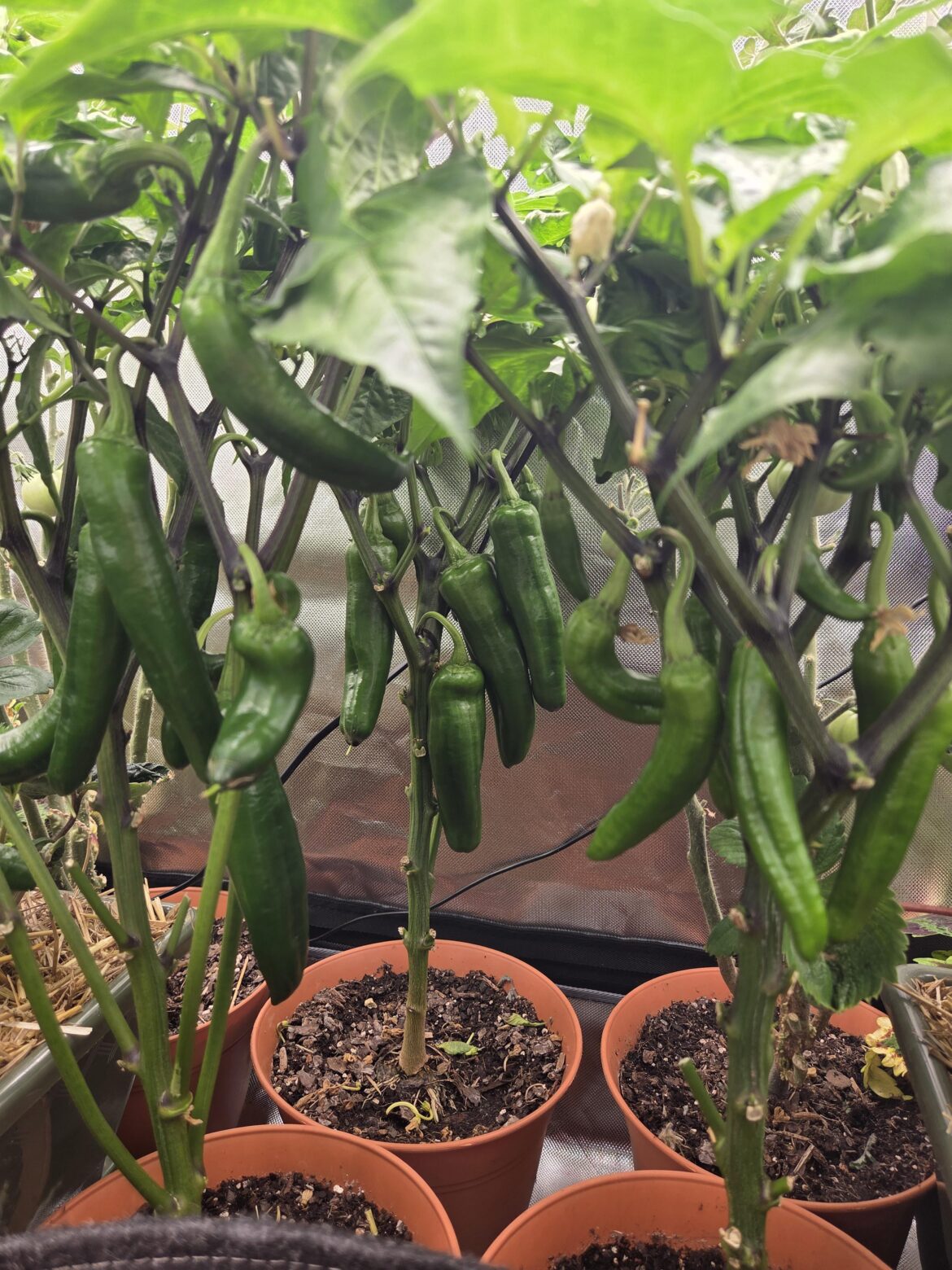 First time growing Anaheim Chili Peppers. Started from seeds 12 weeks ago. Indoor and pollinated by hand.