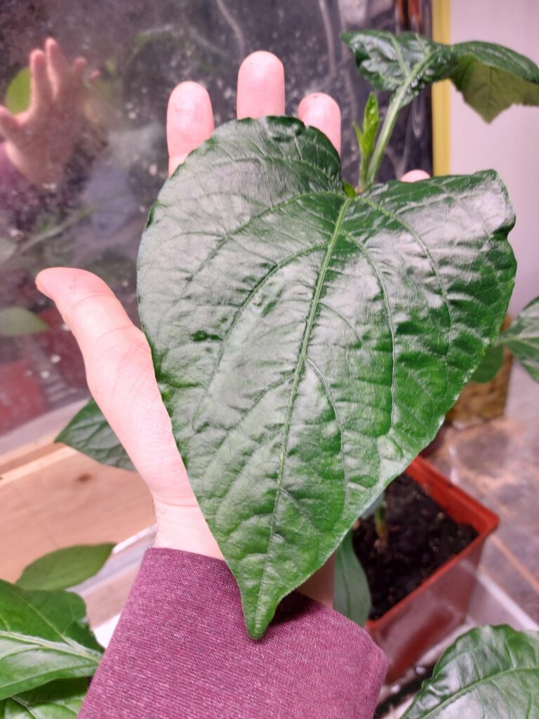 Bishop's Crowns/Clochettes are something else