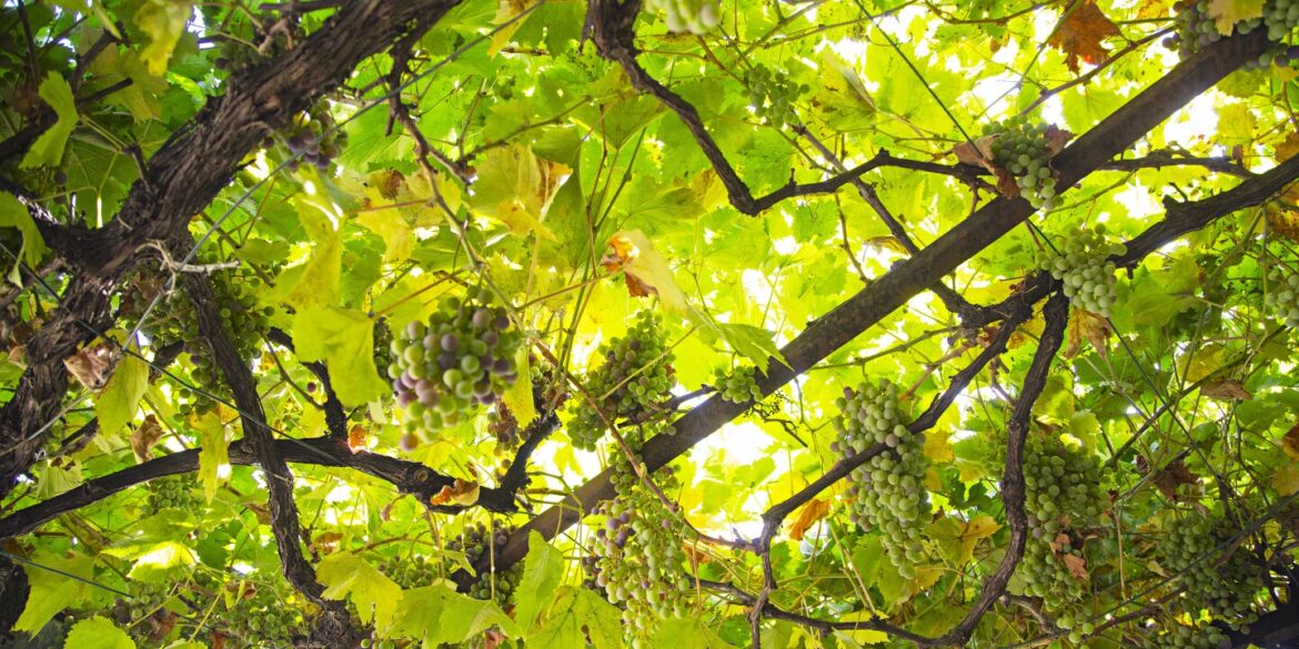 Meet the People and the Grapes Behind Chile’s Natural Wine Movement