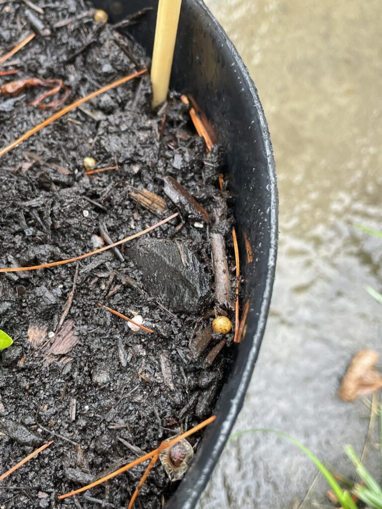 Are these eggs or am I trippin