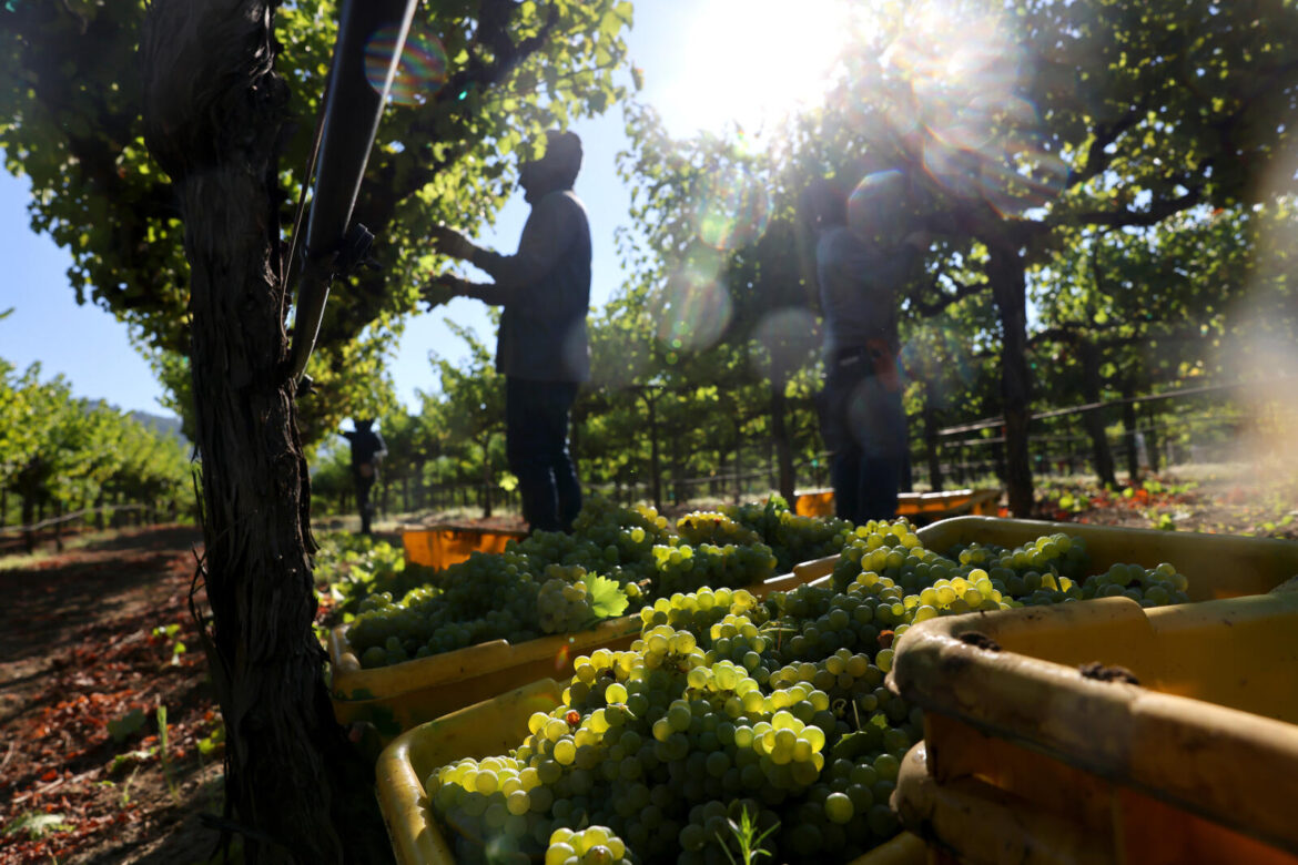 California North Coast wine grape growers take cautious approach to farming in 2025 California North Coast wine grape growers take cautious approach to farming in 2025