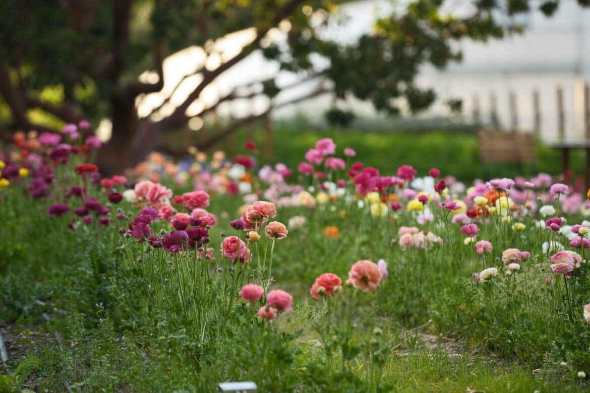 Inside The French Laundry’s garden: Now open for tours in Yountville