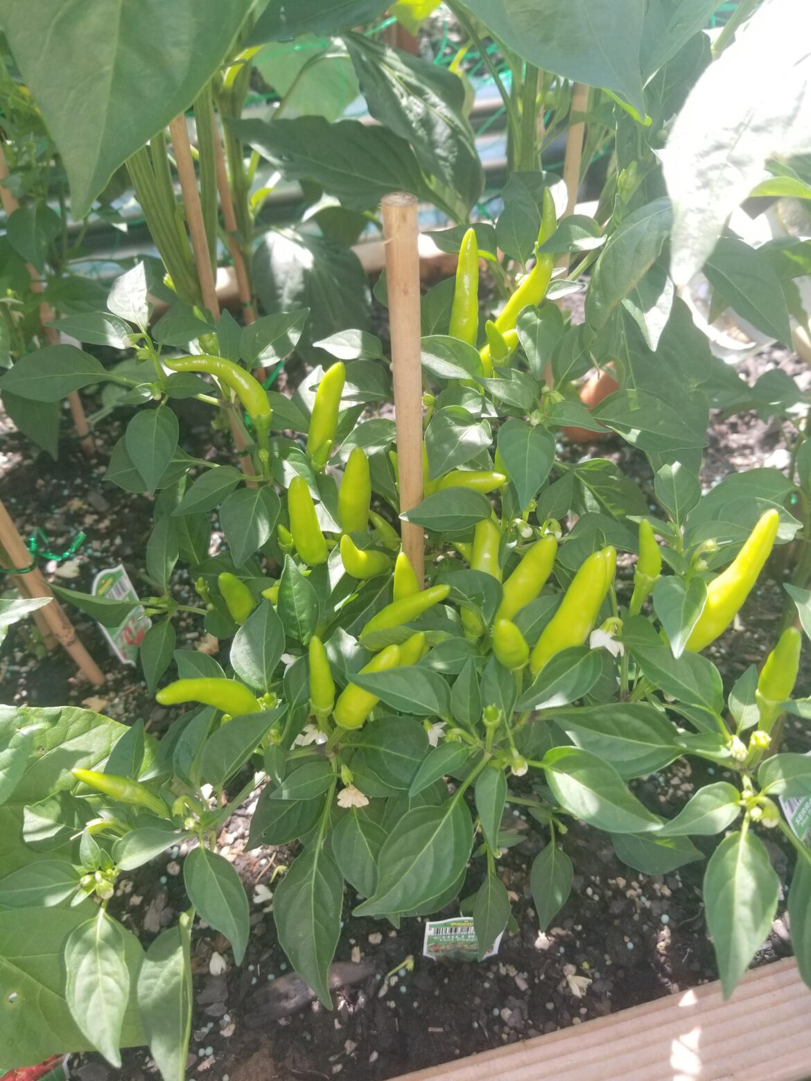When to harvest? These are red hot chilli peppers, do I wait for them to turn red?