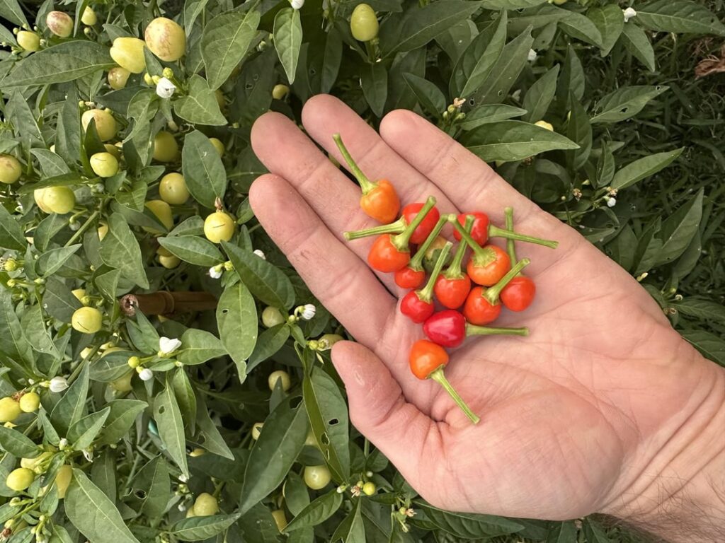 Sally’s Hot Peppers Sally's Hot Peppers