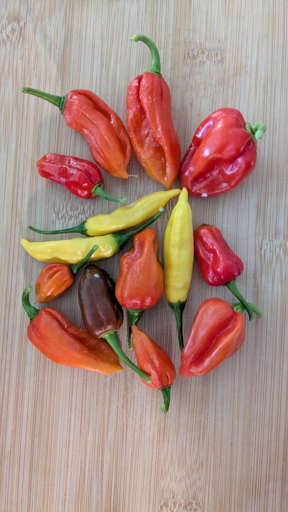 Today's mini harvest