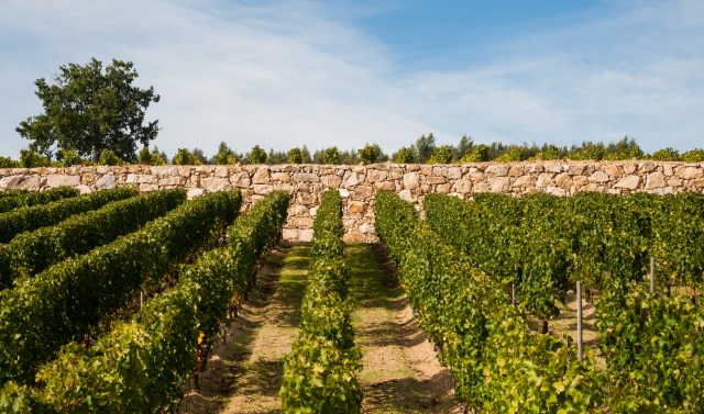 Japan and South Korea are bright spots for Portuguese wine in Asia