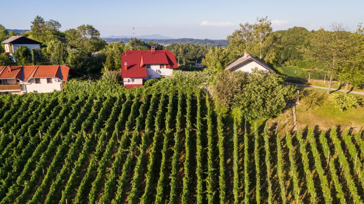 Portuguese wine exports increase by 8.5% Portuguese wine exports increase by 8.5%