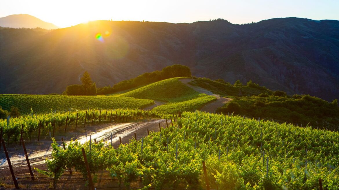 Best Things to Do in Sonoma for Culinary Experiences and Outdoor Immersion